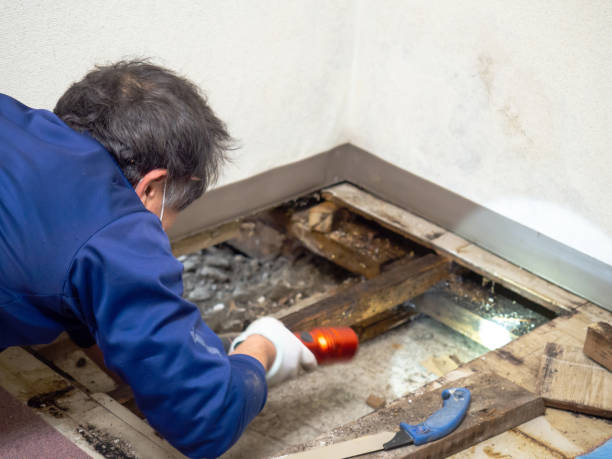 Best Commercial Mold Removal  in Lakeview, NY