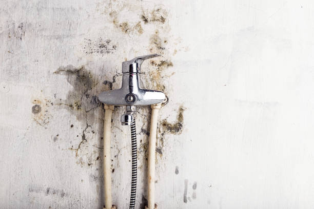 Best Toxic Mold Removal  in Lakeview, NY