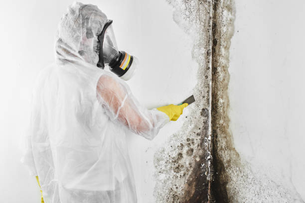 Certified Mold Removal in Lakeview, NY