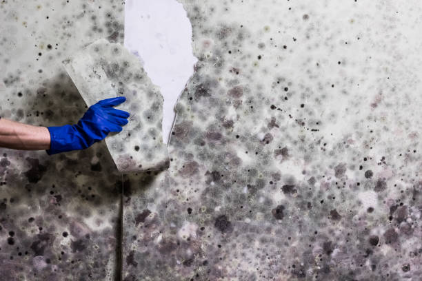 Best Commercial Mold Removal  in Lakeview, NY