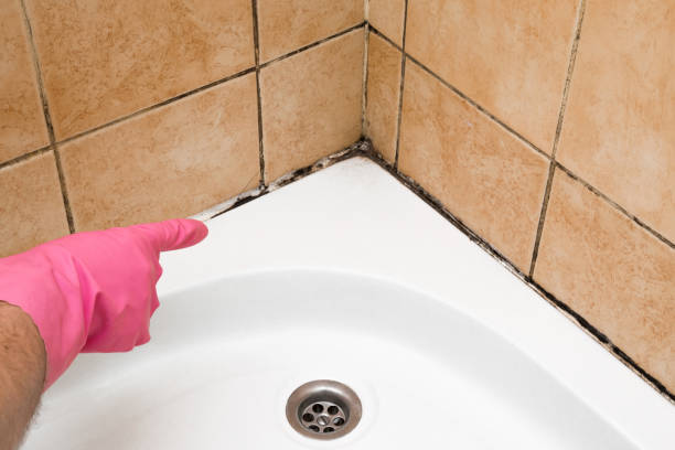 Best Certified Mold Removal  in Lakeview, NY
