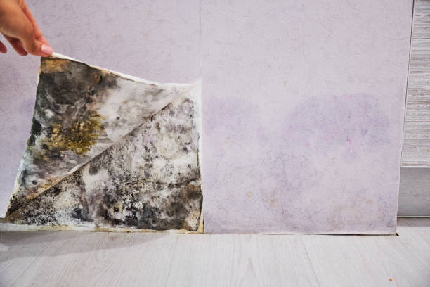 Best Mold Testing  in Lakeview, NY